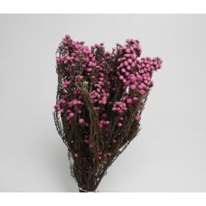 PHYLICA PRESERVED 12-22" Pink- 